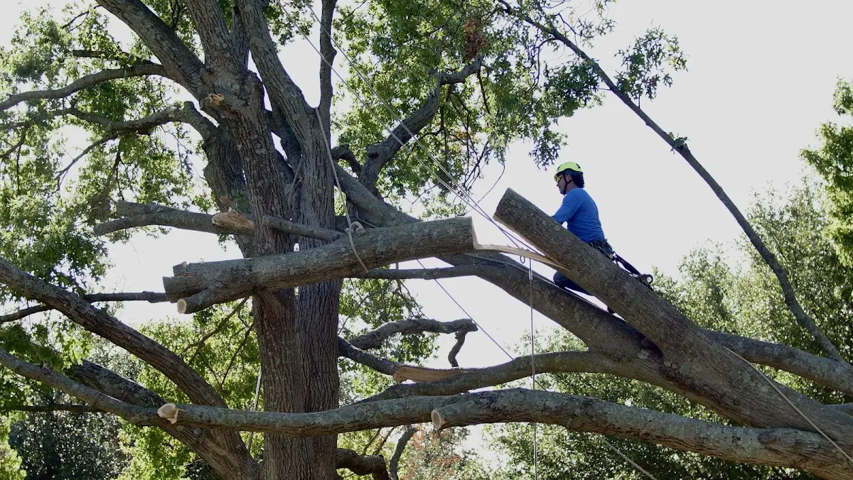 Professional Crown Thinning performed by certified arborists in Wendel